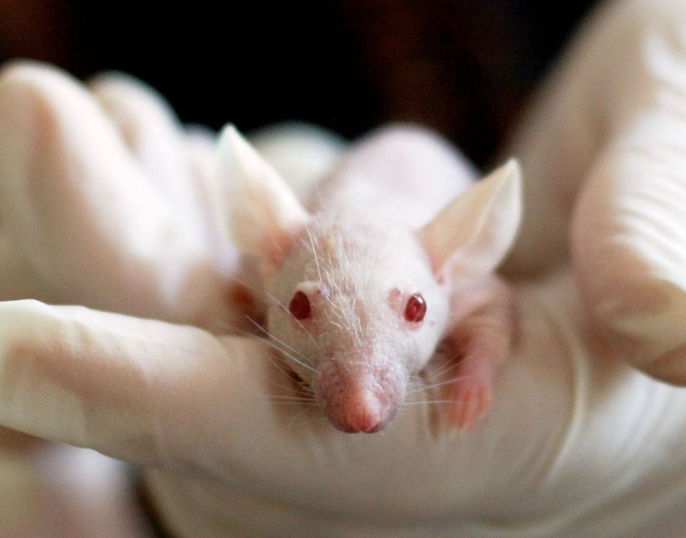 mouse in a gloved hand